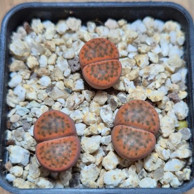 VVG37766  Lithops fulviceps var. laevigata C412 3 plants seedling