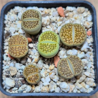 VVG37767 Lithops hallii mix seedling