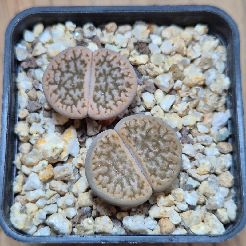 VVG37768 Lithops hookeri v. susannae C91 seedling 2 plants