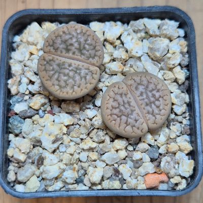 VVG37769 Lithops hookeri v. susannae C91 seedling   2 plants