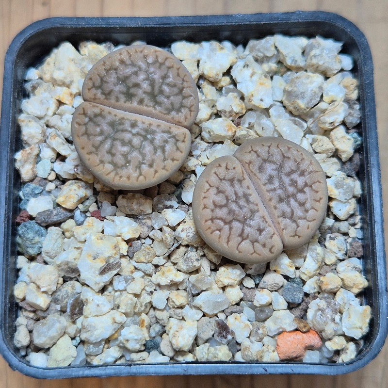 VVG37769 Lithops hookeri v. susannae C91 seedling 2 plants