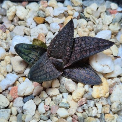 VVG37770 Haworthia koelmaniorum x tesselata F2 cutting