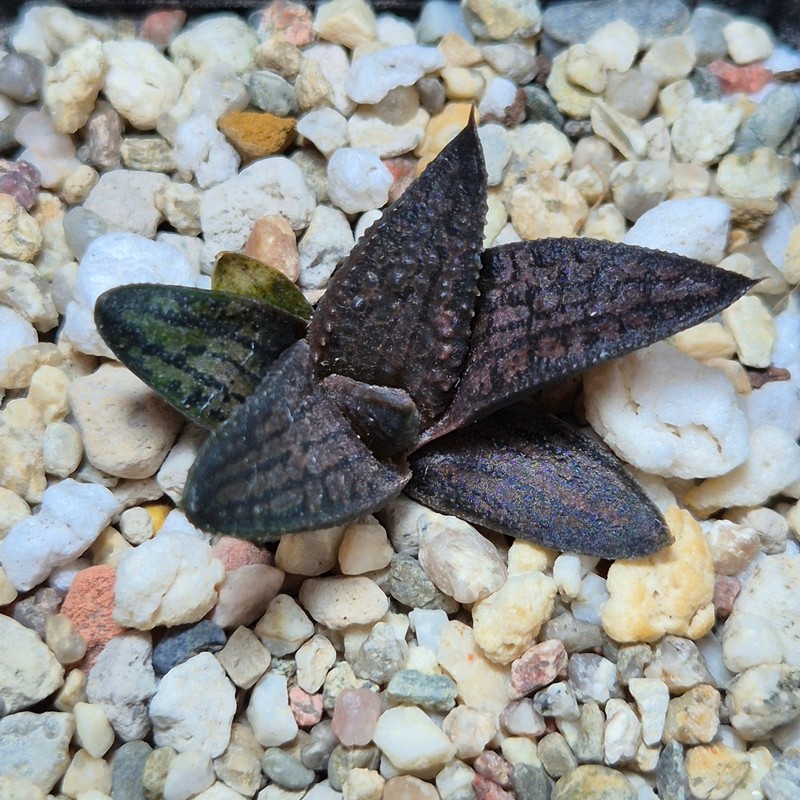VVG37770 Haworthia koelmaniorum x tesselata F2 cutting