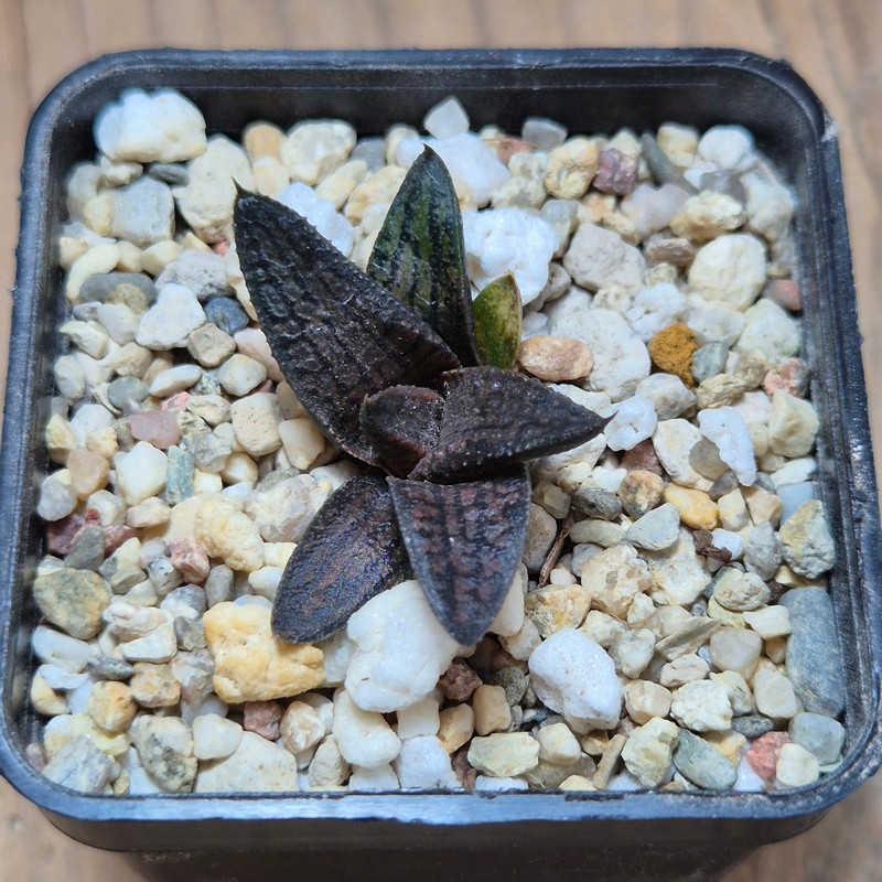 VVG37770 Haworthia koelmaniorum x tesselata F2 cutting - Image 2