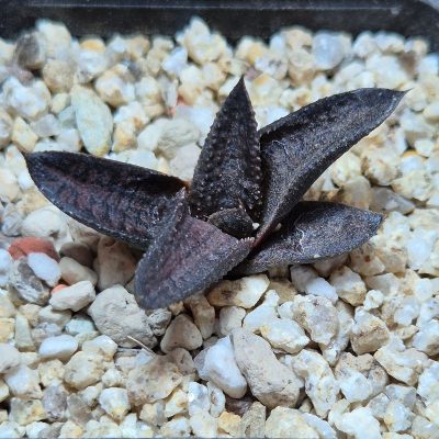 VVG37771 Haworthia koelmaniorum x tesselata F2 cutting