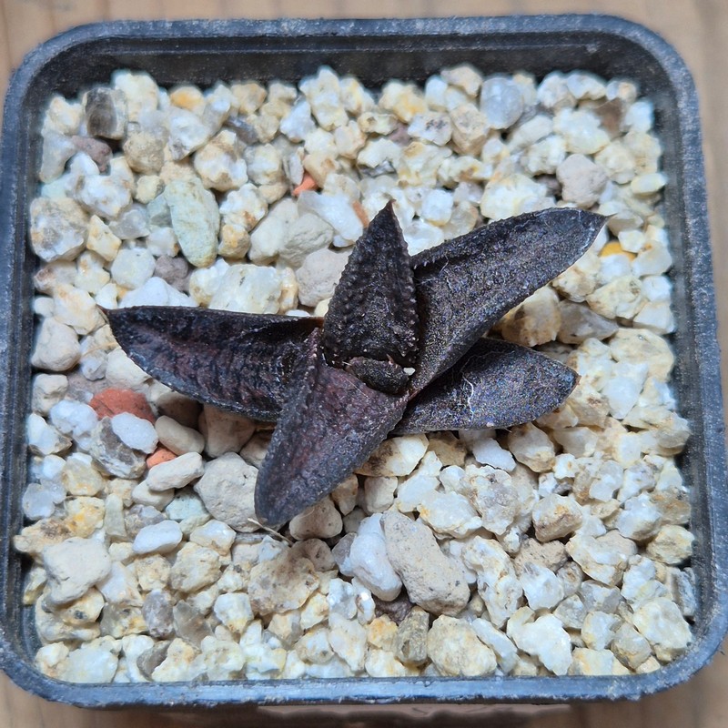 VVG37771 Haworthia koelmaniorum x tesselata F2 cutting - Image 2