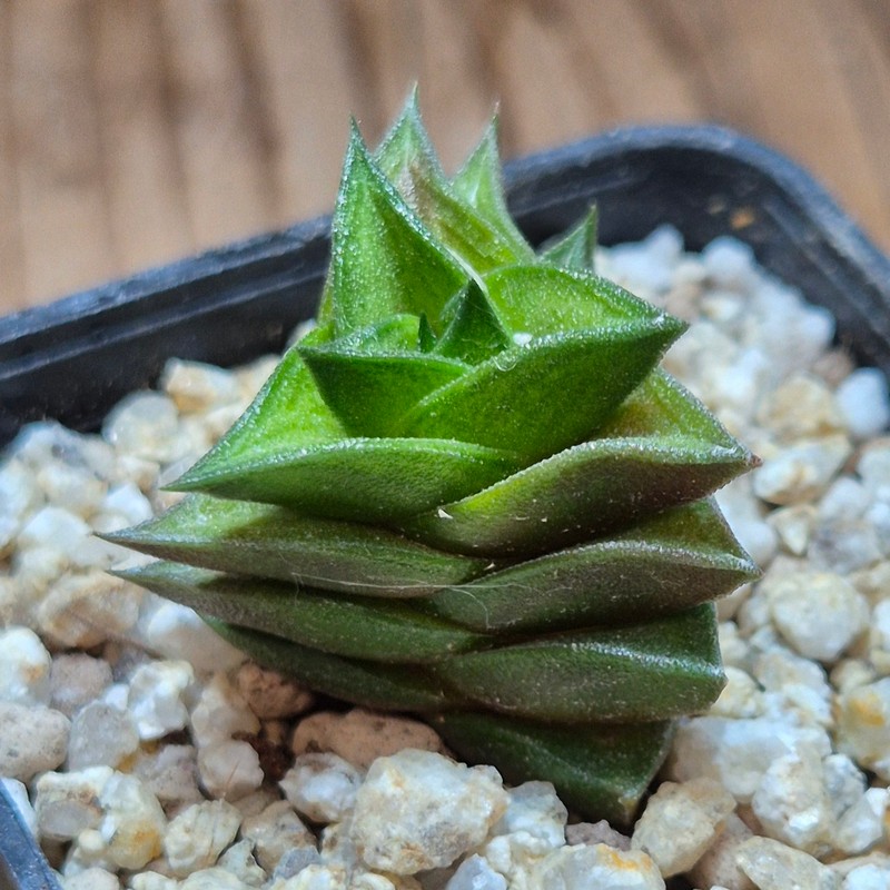 VVG37772 Haworthia viscosa seedling