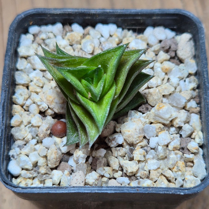 VVG37772 Haworthia viscosa seedling - Image 2