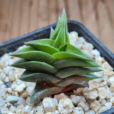 VVG37773 Haworthia viscosa seedling