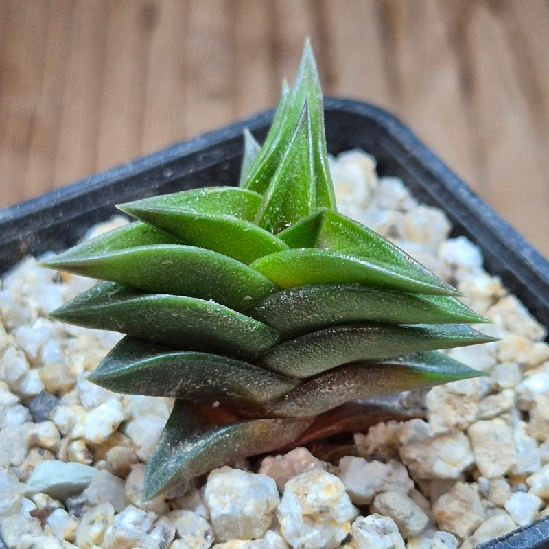 VVG37773 Haworthia viscosa seedling
