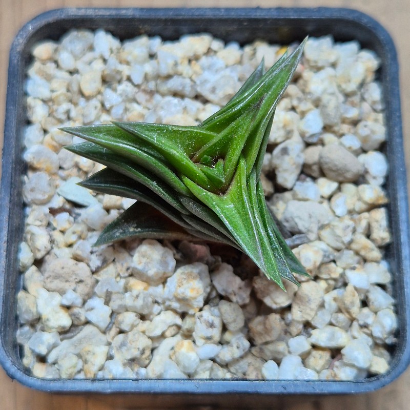 VVG37773 Haworthia viscosa seedling - Image 2