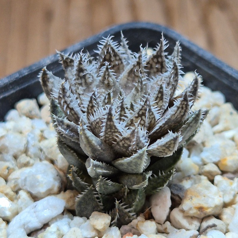 VVG37774 Haworthia herbacea -25 km NW Villersdorp- seedling