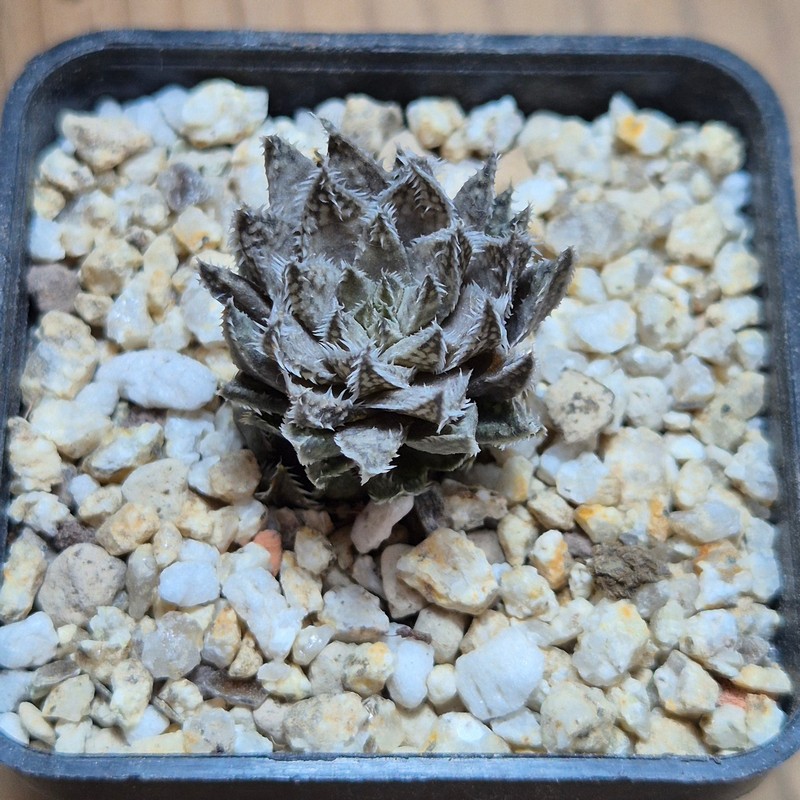 VVG37774 Haworthia herbacea -25 km NW Villersdorp- seedling - Image 2