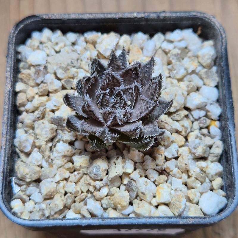 VVG37775 Haworthia herbacea -25 km NW Villersdorp- seedling - Image 2