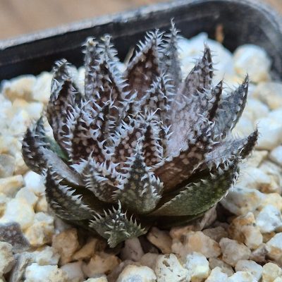 VVG37775 Haworthia herbacea -25 km NW Villersdorp- seedling