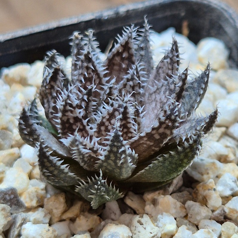 VVG37775 Haworthia herbacea -25 km NW Villersdorp- seedling