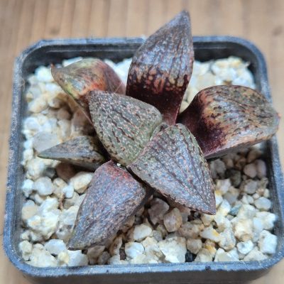 VVG37776 Haworthia picta v. janvlokii GM267 seedling