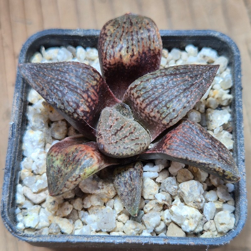 VVG37776 Haworthia picta v. janvlokii GM267 seedling - Image 2