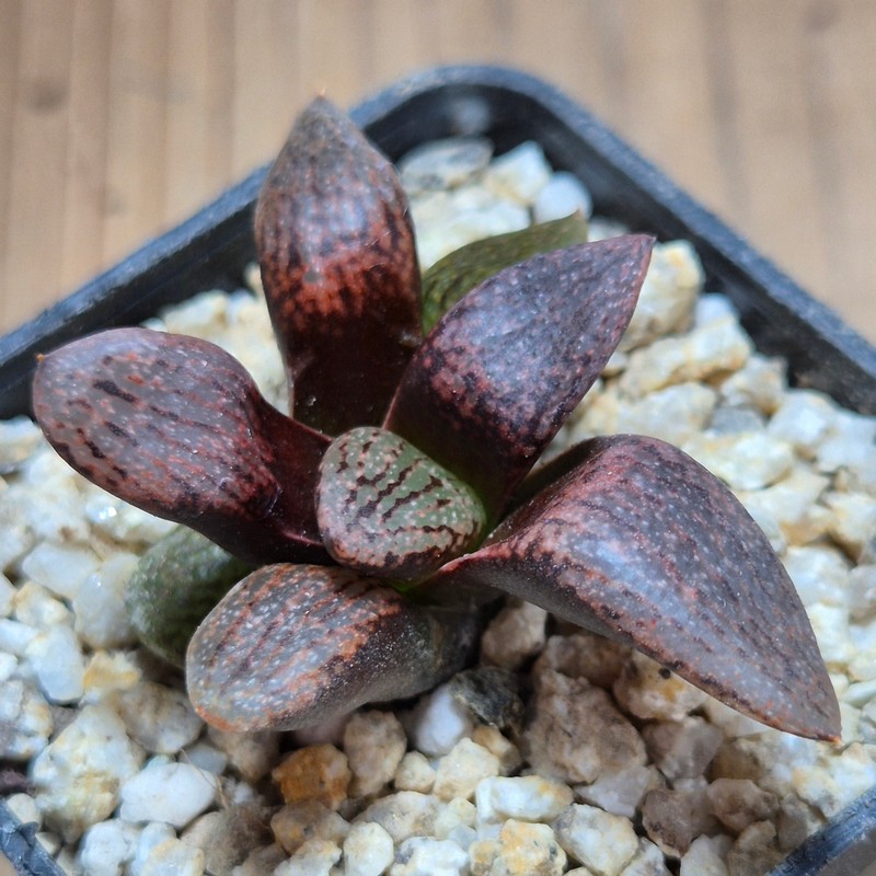 VVG37777 Haworthia picta v. janvlokii GM267 seedling