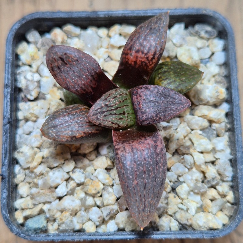 VVG37777 Haworthia picta v. janvlokii GM267 seedling - Image 2
