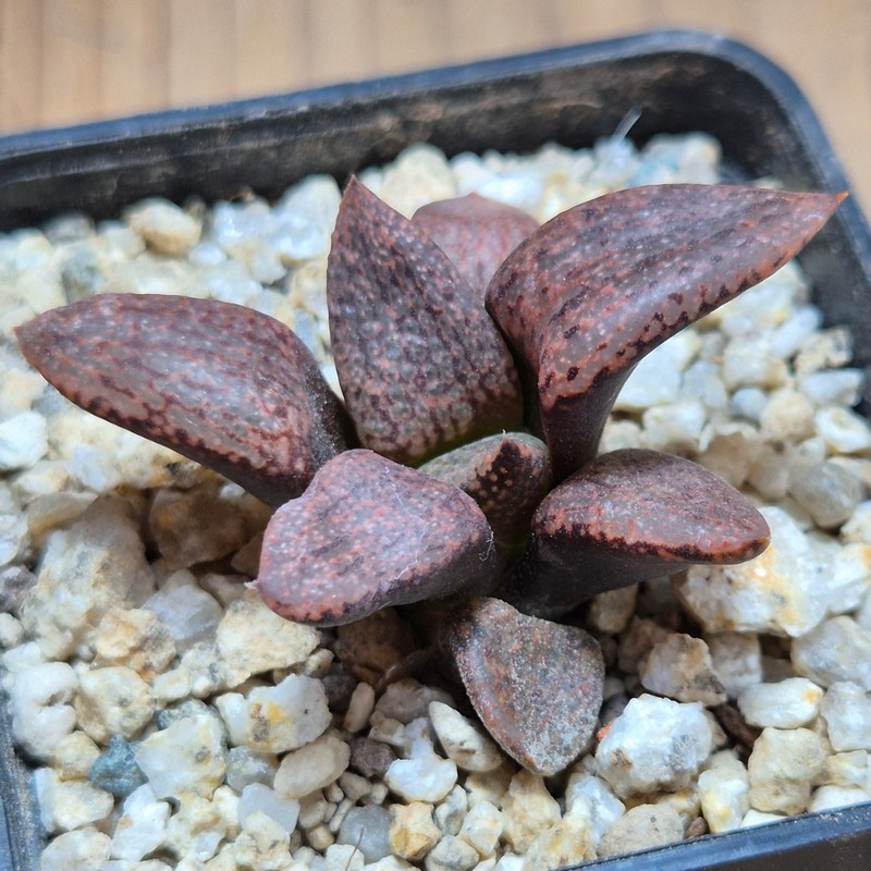 VVG37778 Haworthia picta v. janvlokii GM267 seedling