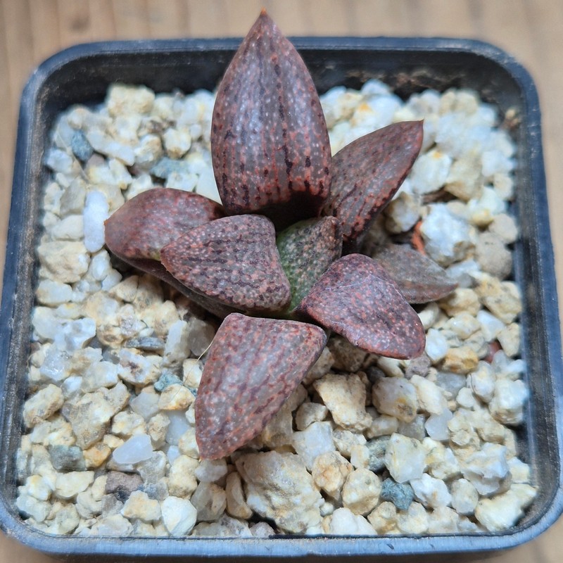 VVG37778 Haworthia picta v. janvlokii GM267 seedling - Image 2
