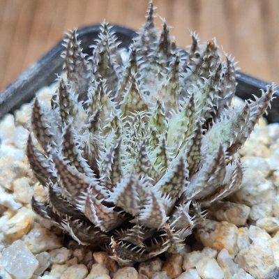 VVG37779 Haworthia herbacea  seedling