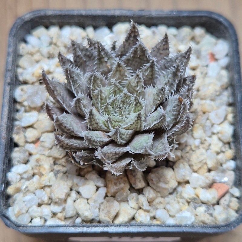 VVG37779 Haworthia herbacea seedling - Image 2
