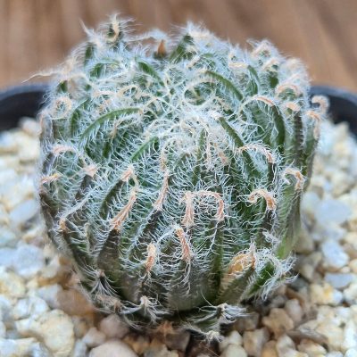 VVG37780 Haworthia odetteae  IB11864 -De Rust 10 km Jansenville-