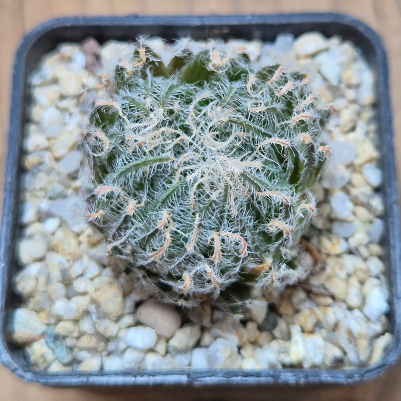VVG37780 Haworthia odetteae IB11864 -De Rust 10 km Jansenville- - Image 2