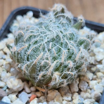 VVG37781 Haworthia odetteae  IB11864 -De Rust 10 km Jansenville-