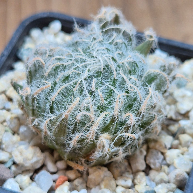 VVG37781 Haworthia odetteae IB11864 -De Rust 10 km Jansenville-