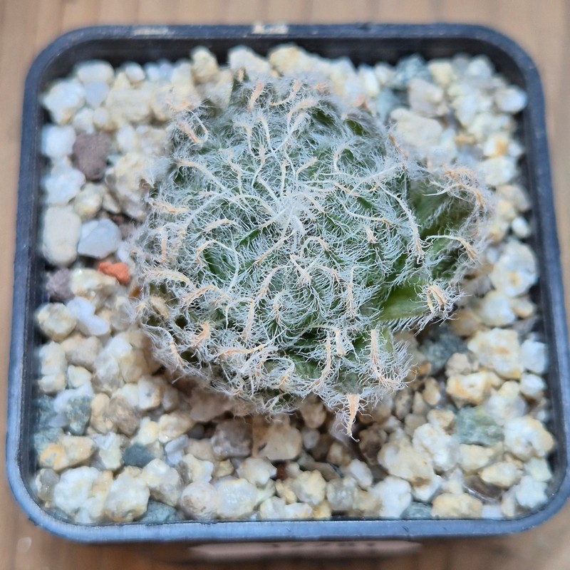 VVG37781 Haworthia odetteae IB11864 -De Rust 10 km Jansenville- - Image 2