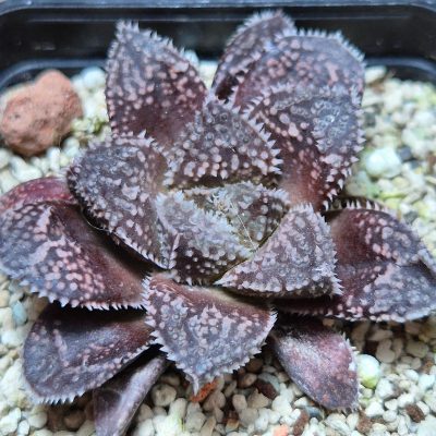 VVG37782  Haworthia ‘Kegazato’ x cooperi F2