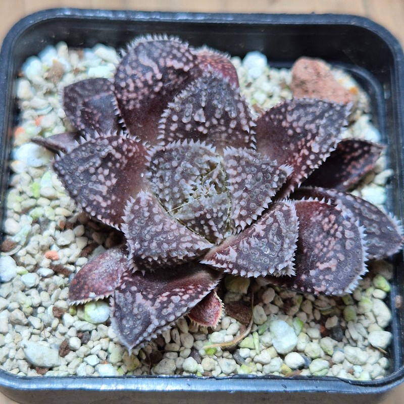 VVG37782 Haworthia ‘Kegazato’ x cooperi F2 - Image 2