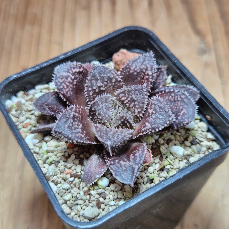 VVG37782 Haworthia ‘Kegazato’ x cooperi F2 - Image 3