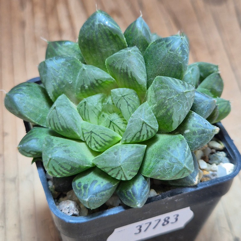 VVG37783 Haworthia cooperi f.variegata - Image 3