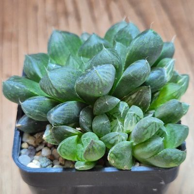 VVG37783 Haworthia cooperi f.variegata