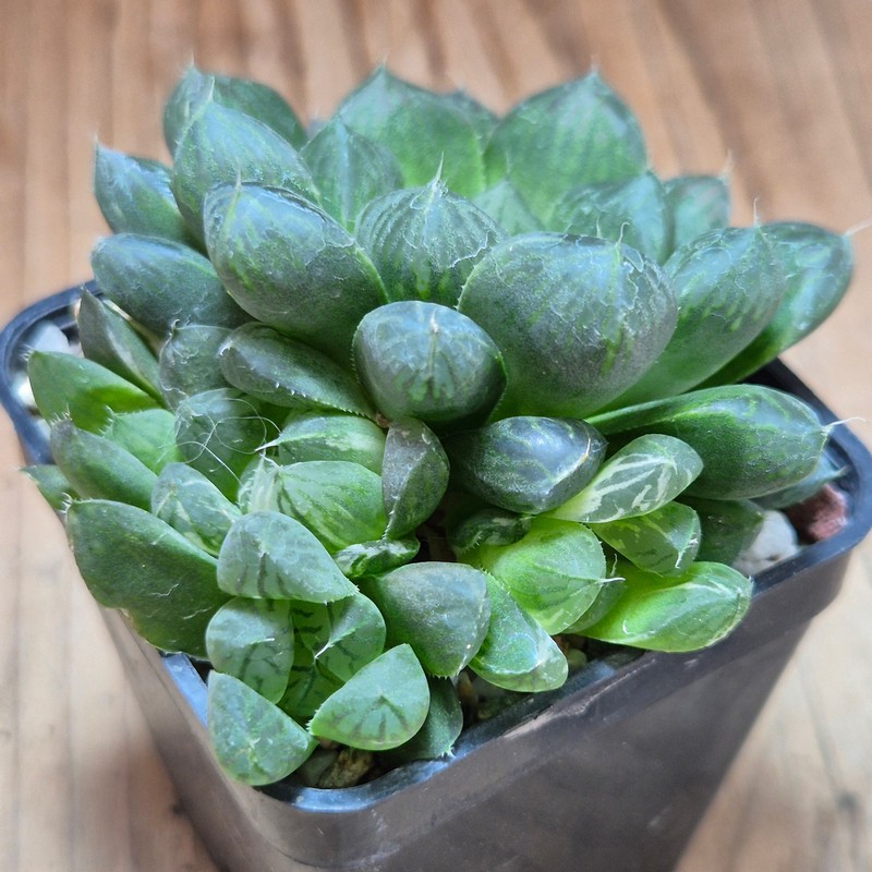 VVG37783 Haworthia cooperi f.variegata - Image 2