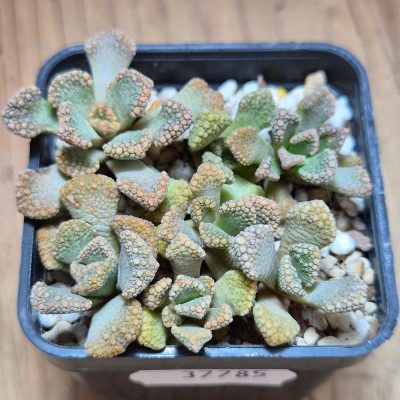VVG37785 Titanopsis calcarea  seedling mix 5 plants