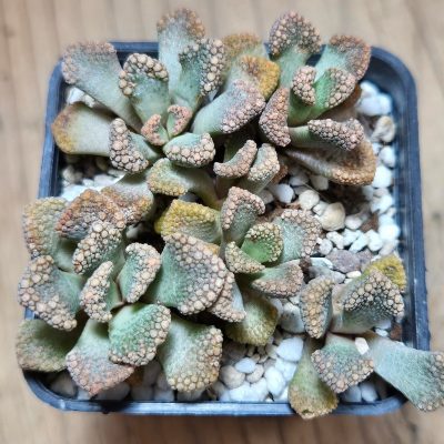 VVG37786 Titanopsis calcarea -25 km Brandvlei - seedling mix 5 plants