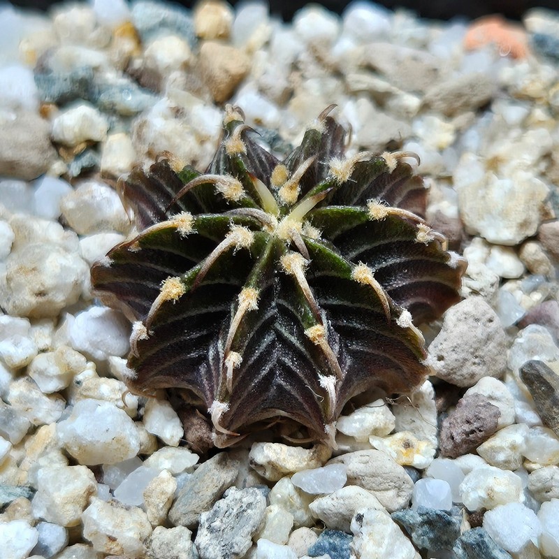 VVG37787 Gymnocalycium friedrichii -Agua Dulce- seedling