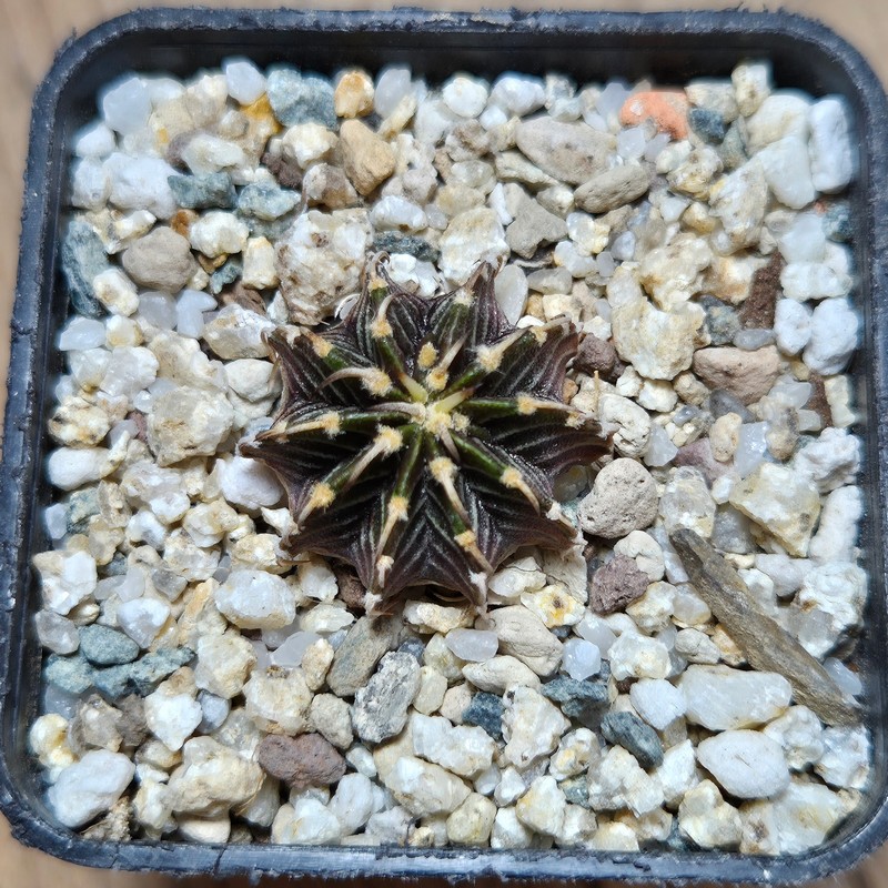 VVG37787 Gymnocalycium friedrichii -Agua Dulce- seedling - Image 2