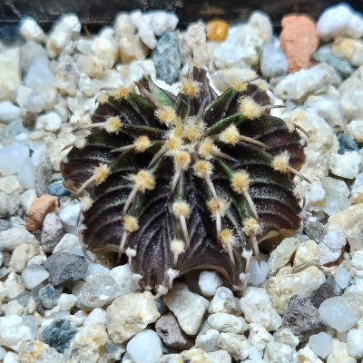 VVG37788 Gymnocalycium friedrichii -Agua Dulce- seedling