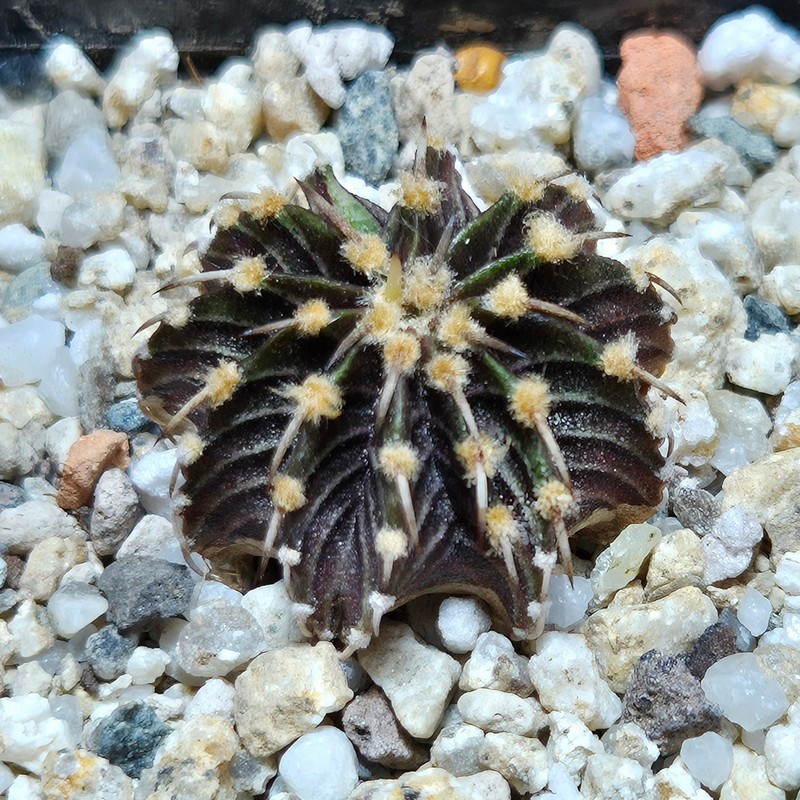 VVG37788 Gymnocalycium friedrichii -Agua Dulce- seedling