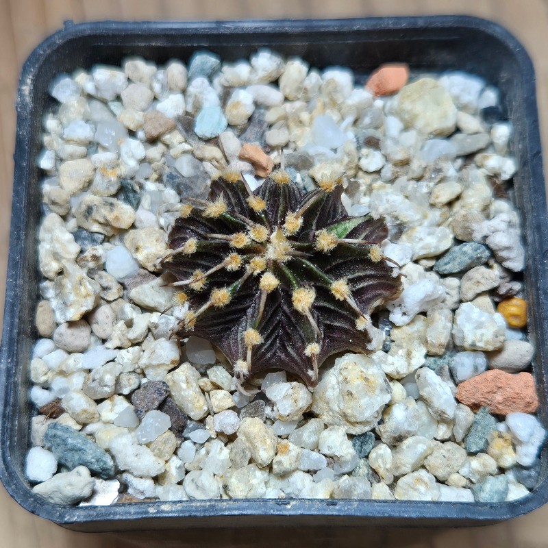 VVG37788 Gymnocalycium friedrichii -Agua Dulce- seedling - Image 2