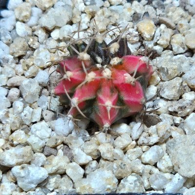 VVG37789 Gymnocalycium mihanovichii f.variegata VVG17 cutting