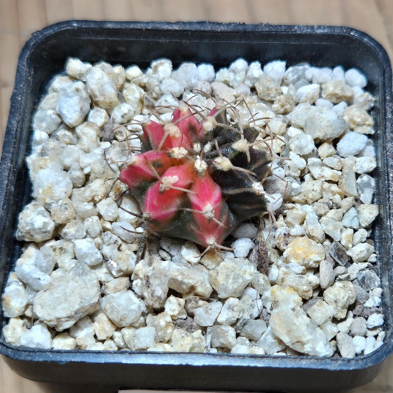 VVG37789 Gymnocalycium mihanovichii f.variegata VVG17 cutting - Image 3
