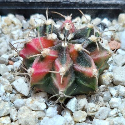 VVG37790 Gymnocalycium mihanovichii f.variegata VVG17 cutting