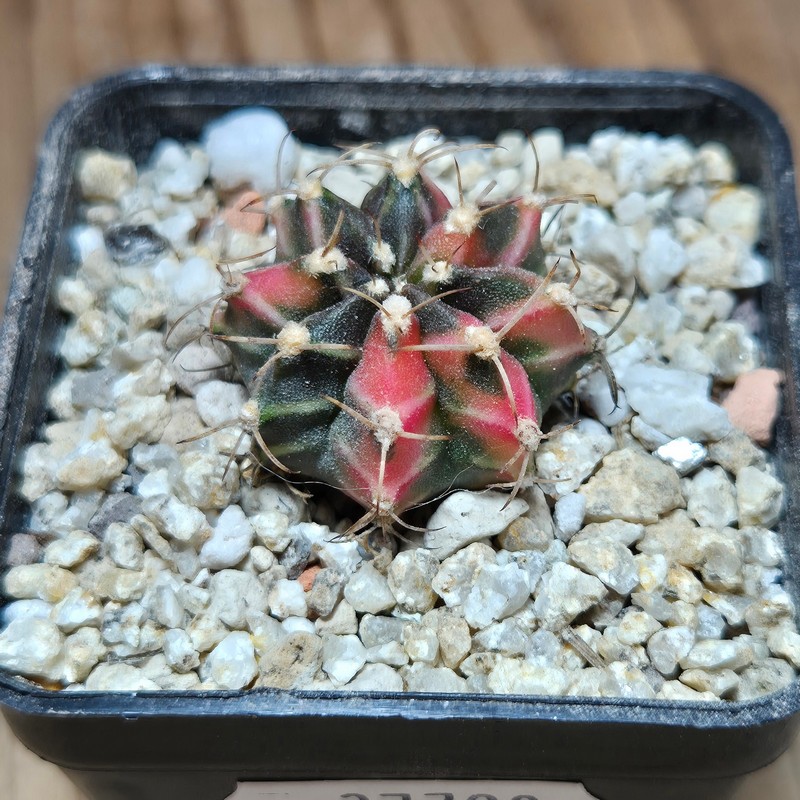 VVG37790 Gymnocalycium mihanovichii f.variegata VVG17 cutting - Image 2